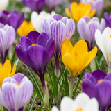 Crocus à grandes fleurs en mélange - 240 bulbes