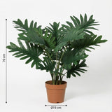 Philodendron Selloum H70cm