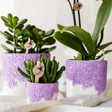 Kolibri Orchids | Violette Vienna-Orchidee + Bloom Ziertopf Violett – Topfgröße Ø9cm | blühende Zimmerpflanze – frisch vom Züchter