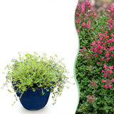 Thym rampant Red Carpet - Thymus praecox - H 15-25 cm, pot Ø11 cm