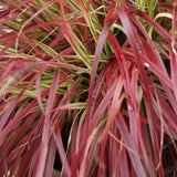 Green boutiQ - Ziergräser - Uncinia rubra Everflame - Rot - 2 Pflanzen - Immergrün - Wenig Pflege - Topf 17cm Höhe 50cm