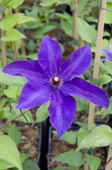 Waldrebe The President - Clematis violett - Ø15cm - ↕65cm