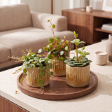 Baby Peperomia avec cache-pots Linnea miel - Hope, Pepperspot et prostrata - lot de 3