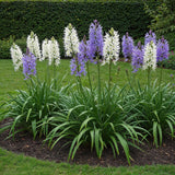 Green boutiQ - Blumenzwiebeln - Camassia Leichtlinii Mix - Farbe Violett und Weiß - 5 Stück - Zwiebelgröße 12/14 - XXL Pack