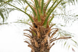 Phoenix Roebelenii am Stamm - 210cm - 200cm