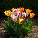 Green boutiQ - Blumenzwiebeln - Tulpe Flaming Beauty Mix - Verschiedene Farben - 15 Stück - Zwiebelgröße 11/12 - XXL Pack