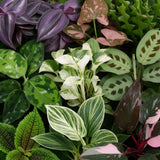 Baby plantes surprise avec cache-pots Linnea vert olive - lot de 3 à 12 mini plantes - pot Ø6 cm - photo 5