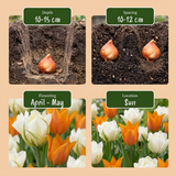 Tulipe Sunbath jaune et blanc