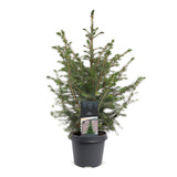 Épicéa de Serbie - Picea omorika - H 70 cm, pot Ø23 cm - photo 2