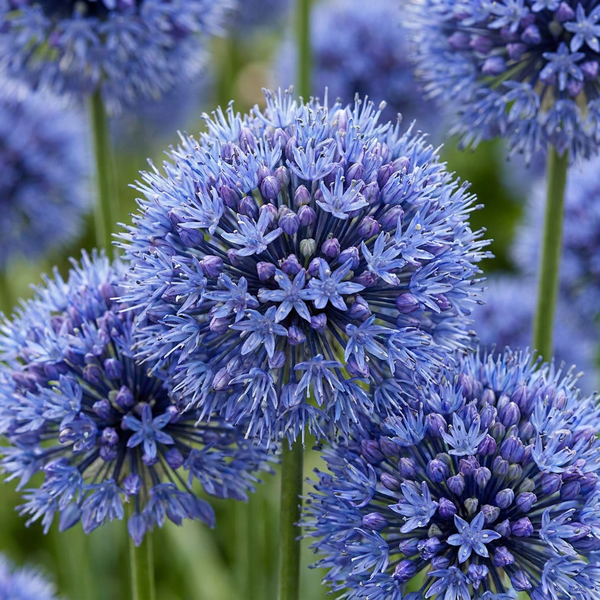 Ail d'ornement bleu