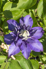 Waldrebe Multi Blue - Clematis Blauw - Ø15cm - ↕65cm