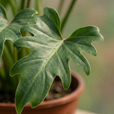 Green boutiQ - Zimmerpflanze - Philodendron - Philodendron Xanadu - Grün - Pflegeleicht - 1 Pflanze - Topf 19cm - Höhe 60cm