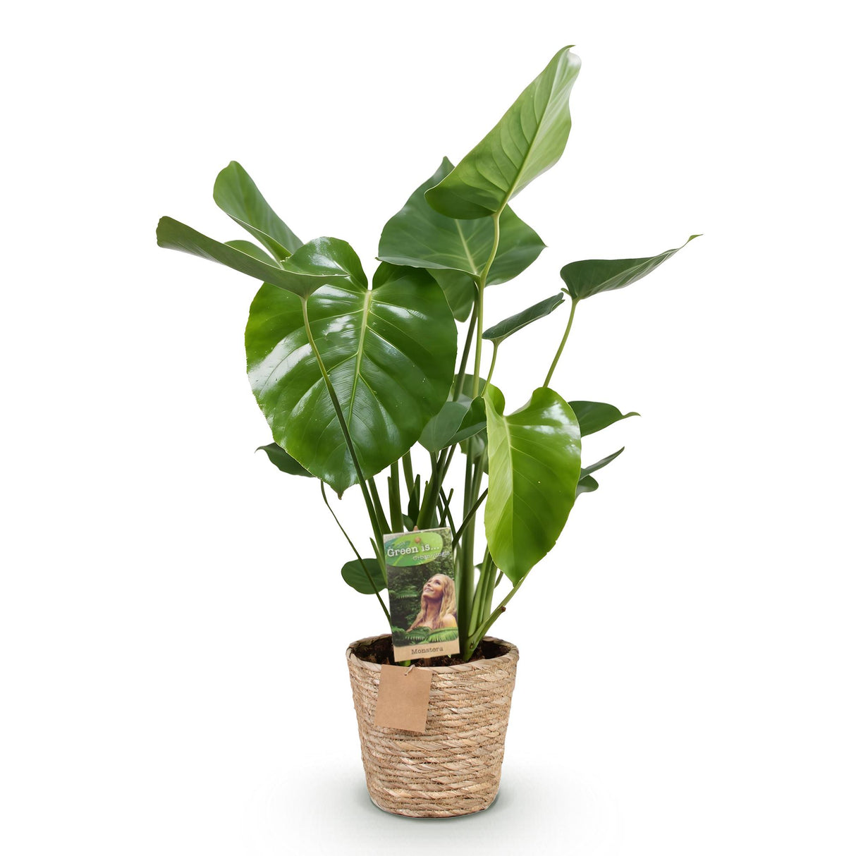 Green BoutiQ - Green is... Zimmerpflanzen - Monstera Deliciosa - Fensterblatt - Pflegeleicht - mit Korb - Grün - 1 Pflanze - Topf 17cm - Höhe 50-55cm