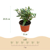 Green boutiQ - Gartenpflanze - Buddleja davidii Butterfly Candy Little White - Schmetterlingsflieder - Kompakt - Weiß - 1 Pflanze - Topf 12cm - Höhe 20-25cm