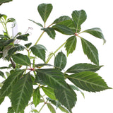 Parthenocissus henryana – Chinesischer Wilder Wein – Ø15cm – ↕65cm