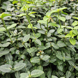 Fusain rampant radicans en godet - Euonymus fortunei var. radicans - H 10-25 cm, pot Ø9 cm - photo 5