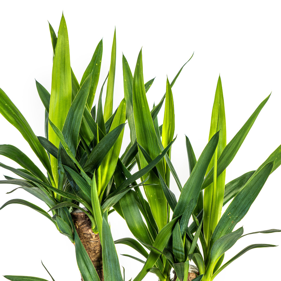 Yucca Elephantipes verzweigt Ø21cm - ↕60 - 70cm