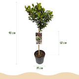 Green boutiQ - Gartenpflanze - Ilex meserveae Blue Maid - Stamm auf Pflanze - Terrassenpflanze - Laubabwerfend - Pflegeleicht - Topf 19cm Höhe 90cm