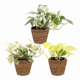 Pothos tricolore avec paniers - Epipremnum - lot de 3