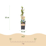 Myrtillier Bluecrop - Vaccinium corymbosum - 2 plants - H 50 cm, pot Ø15 cm