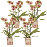 Orchidées Phalaenopsis orange et jaunes Mineral Grosseto - lot de 4 - pot Ø9 cm