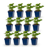 Persicaires en mélange - H 15-25 cm, pot Ø11 cm - photo 2