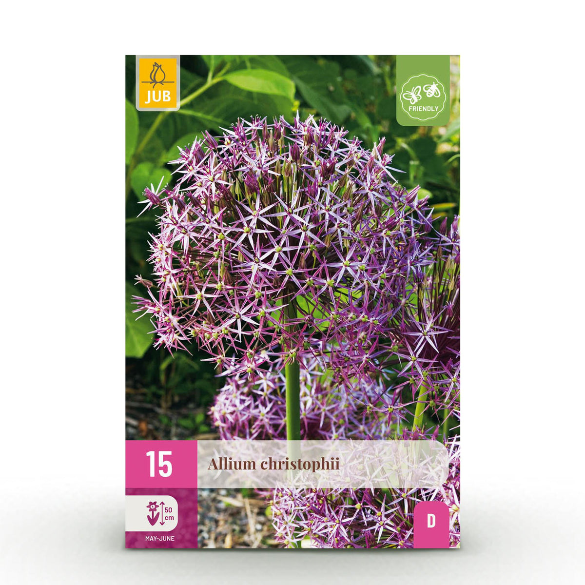 Green boutiQ - Blumenzwiebeln - Allium Christophii - Farbe Lila - 15 Stück - Zwiebelgröße 10/2 - XXL Pack