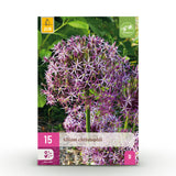 Green boutiQ - Blumenzwiebeln - Allium Christophii - Farbe Lila - 15 Stück - Zwiebelgröße 10/2 - XXL Pack