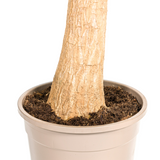 Beaucarnea Recurvata Stamm mit Korb Ø24cm - ↕80 - 100cm