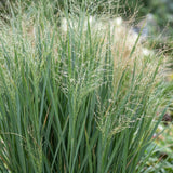 Panicum Northwind - H 15-25 cm, pot Ø11 cm