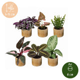 Baby plantes surprise - lot de 6 mini plantes tropicales avec cache-pots Linnea miel