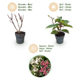 Green boutiQ - Gartenpflanze - Hydrangea paniculata Living Infinity - Rispenhortensie - Winterhart - Weiß - 1 Pflanze - Topf 12cm - Höhe 20-30cm