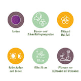 Green boutiQ - Blumenzwiebeln - Allium Purple Sensation - Farbe Lila - 15 Stück - Zwiebelgröße 10/12 - XXL Pack