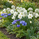 Mélange de bulbes pour jardin ensoleillé