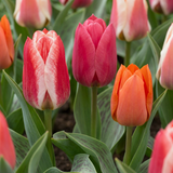 Tulipe de Greig en mélange - calibre 11/12