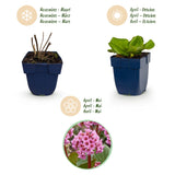 Bergénia - Bergenia cordifolia - H 15-25 cm, pot Ø11 cm - photo 4