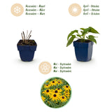 Rudbeckia Goldsturm - H 15-25 cm, pot Ø11 cm