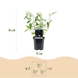 Green boutiQ - Gartenpflanze - Buddleja davidii Black Night - Schmetterlingsstrauch - Winterhart - Violett - 3 Pflanzen - Topf 17cm - Höhe 45cm