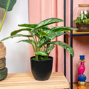 Künstliche Calathea und Topf h40cm