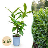Laurier-cerise Novita pour haie - Prunus laurocerasus - H 25-35 cm, pot Ø9 cm
