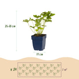 Green boutiQ - Staudenpaket - Farbe Weiß - 24 Stauden - 3 m2 - Verschiedene Farben - Wenig Pflege - Topf 11cm