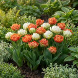 Tulipe Candle Light en mélange - calibre 11/12