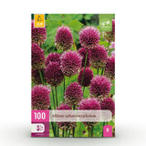 Green boutiQ - Zwiebelblumen - Allium Sphaerocephalon - Farbe Violett - 100 Stück - Zwiebelgröße 5/6 - XXL Pack
