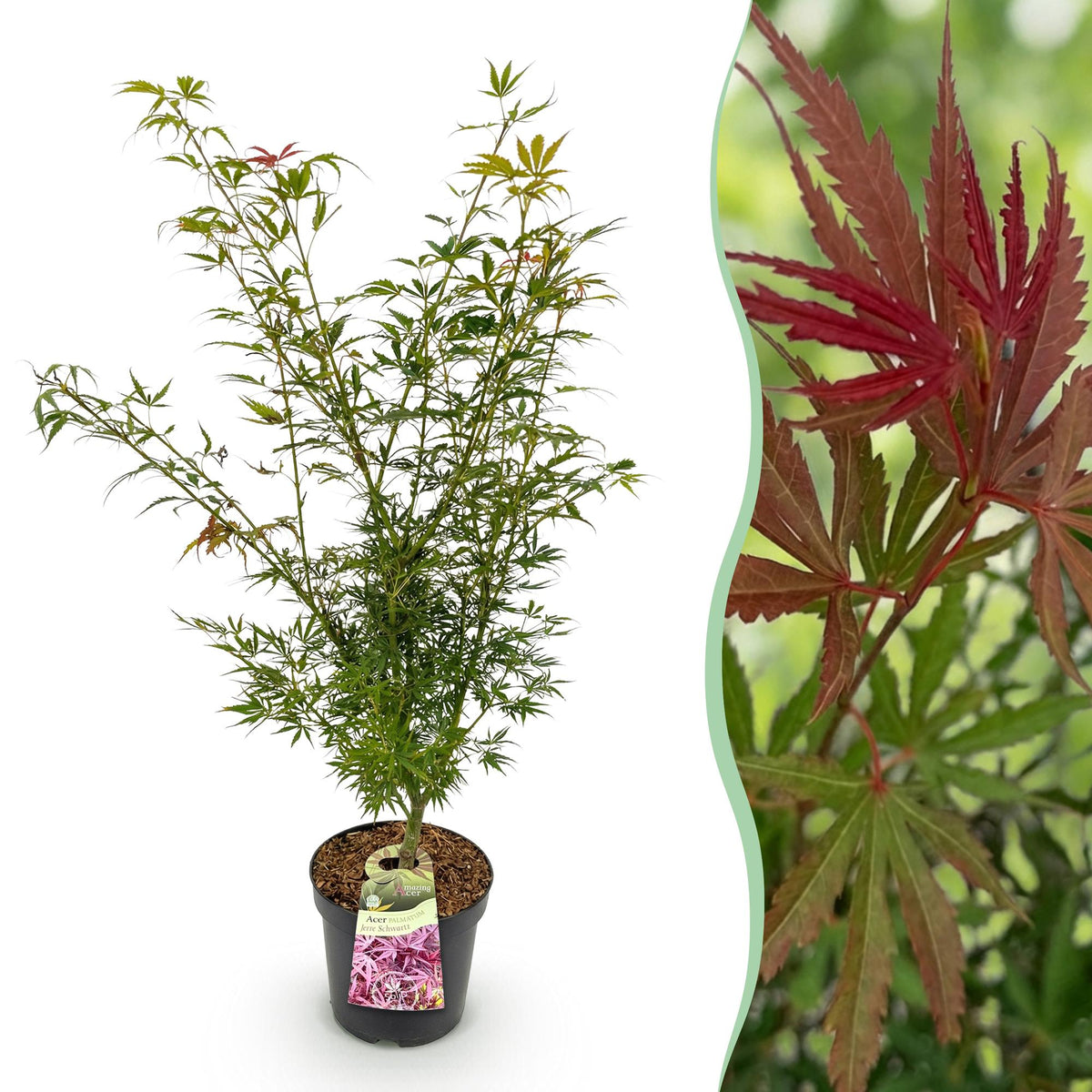 Érable du Japon Jerre Schwartz - H 90 cm, pot Ø26 cm
