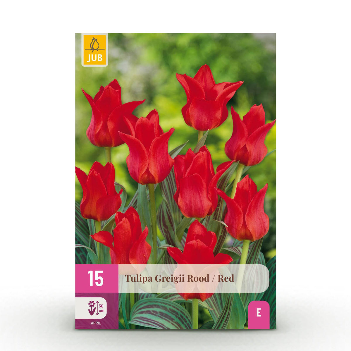 Green boutiQ - Blumenzwiebeln - Tulpe Greigii Rot - Farbe Rot - 15 Stück - Zwiebelgröße 11/12 - XXL Pack