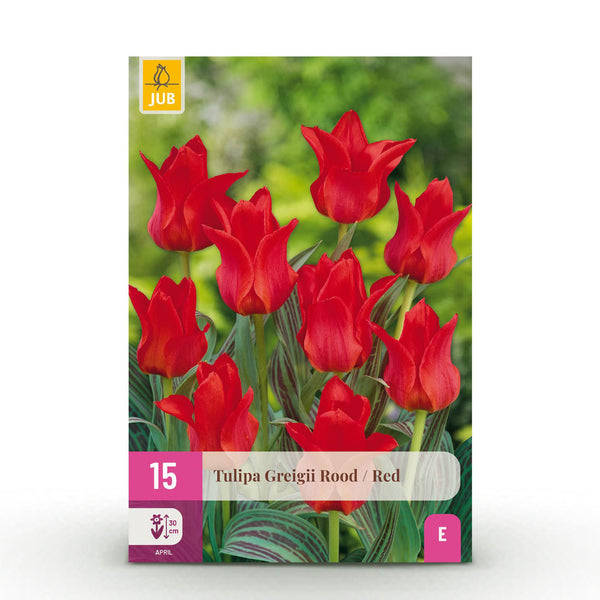 Green boutiQ - Blumenzwiebeln - Tulpe Greigii Rot - Farbe Rot - 15 Stück - Zwiebelgröße 11/12 - XXL Pack