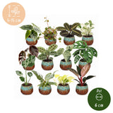 Box surprise baby plantes tropicales - lot de 12 mini plantes avec cache-pots cuivre