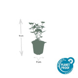 Agastache Blue Fortune en godet - Agastache hybride - H 10-25 cm, pot Ø9 cm - photo 3