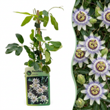 Passiflore bleue - Passiflora caerulea - H 35 cm, pot Ø9 cm