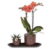 Kolibri Orchids | Geschenkset Leopard | Bolzano Orchidee orange Ø9cm + Grünpflanze Ø6cm – inkl. Leopard Übertöpfe & schwarzes Tablett – frisch vom Züchter